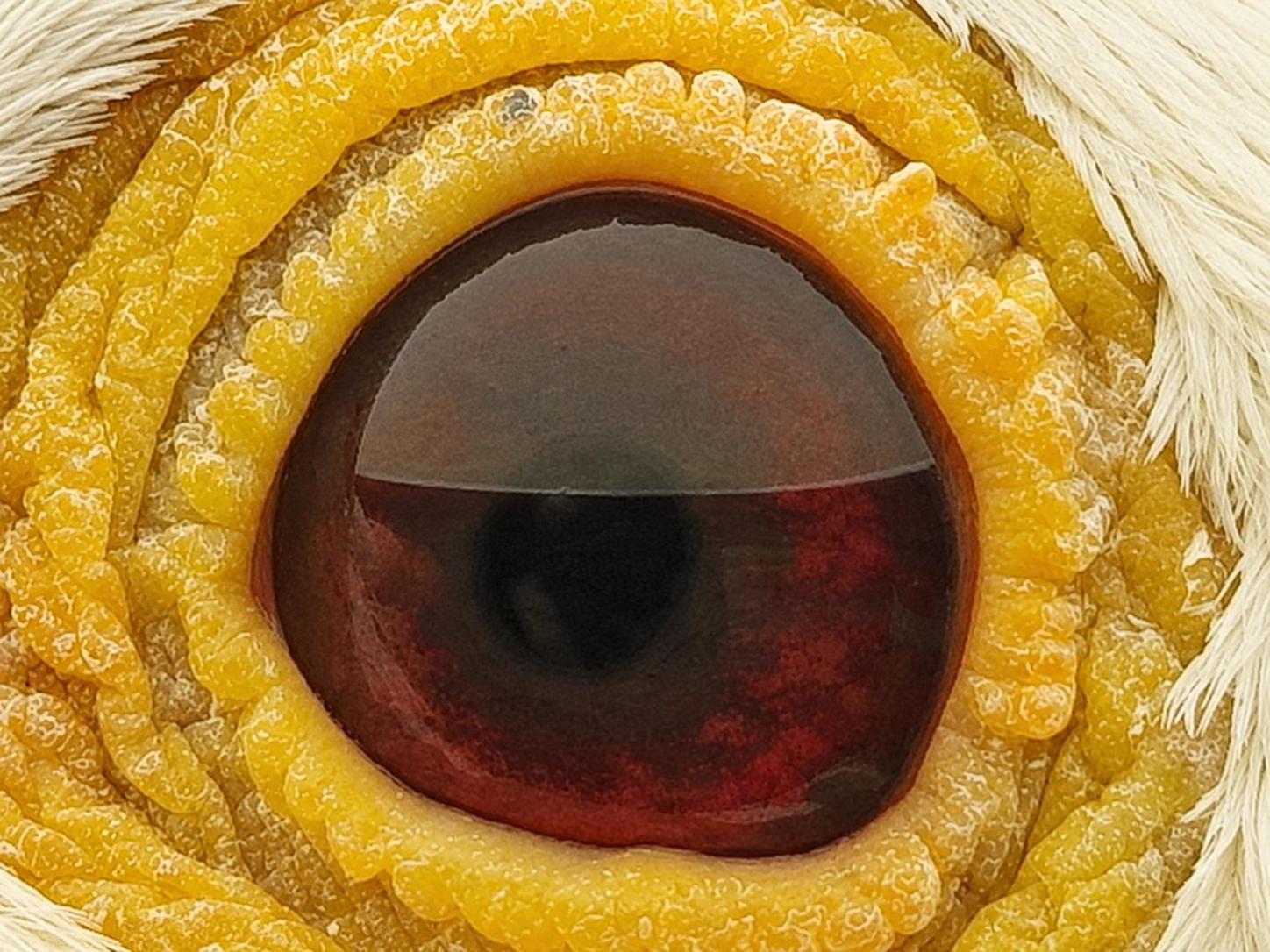 Pigeon eye